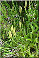 NJ3226 : Stag's Horn Clubmoss (Lycopodium clavatum) by Anne Burgess