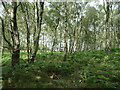 SK0018 : Silver birch and bracken above Rugeley Quarry by Christine Johnstone