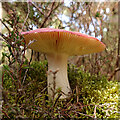 NJ3158 : Fungus by Anne Burgess