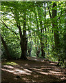 TQ4298 : Path through the pollards - Epping Forest near Golding's Hill by Roger Jones