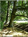 SP4724 : Beech trees in Rousham Park by Philip Halling