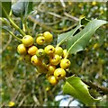 SK6851 : Yellow berries by Alan Murray-Rust