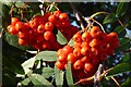 SO7743 : Rowan berries by Philip Halling