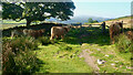 NY1802 : Cattle near Ramshaw Beck by Mick Garratt