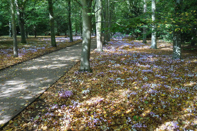 Cyclamen along the Winter Walk