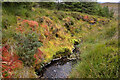 NC3203 : A Bank of Deep Coloured Moss by a Stream, Ross-shire by Andrew Tryon