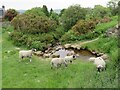 SE1146 : Sheep grazing on Ilkley Moor by Malc McDonald