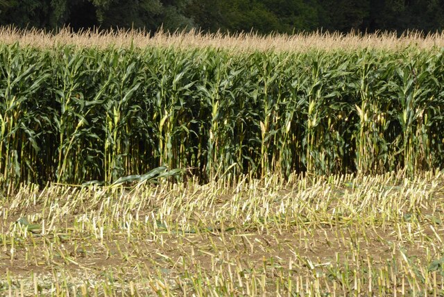 A maize crop