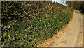 SX7762 : Bluebells by NCN2 by Derek Harper