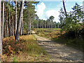 SU8765 : Track, Swinley Forest by Robin Webster