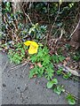 TF0820 : Welsh Poppy by Bob Harvey