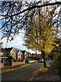 SK4691 : Autumnal tree on Moorlands by Graham Hogg