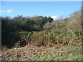 SS8279 : Overgrown open access land to the north of Porthcawl by eswales