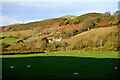 SH9169 : Sheep graze in big field below Coed-cochion by Andy Waddington