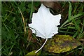 SO7944 : A fallen leaf by Philip Halling