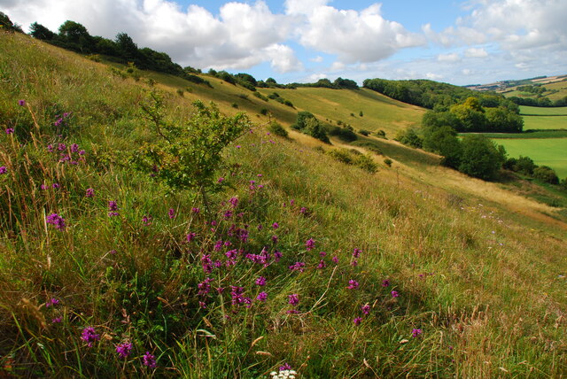 Downland on Higher hill, Plush