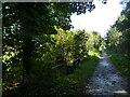 ST4454 : Strawberry Line crossing Ellenge Stream south-east of Axbridge by David Smith