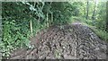 SO7767 : Mud on the Abberley Circular Walk by Fabian Musto