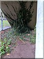 ST3089 : Ivy on concrete, Crindau, Newport by Jaggery