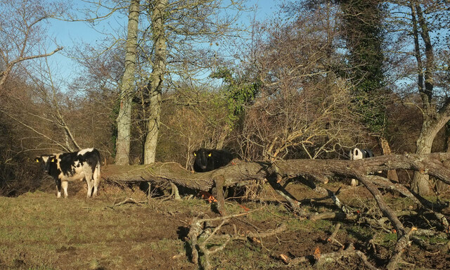 Cattle and fallen tree by the Teign