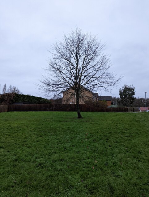 A tree at Christmas.