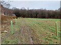 SE1519 : Newly planted trees connecting Dyson Woods & Lower Fell Greave Woods by yorkshirelad