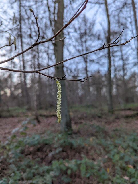 Unfurling Catkin