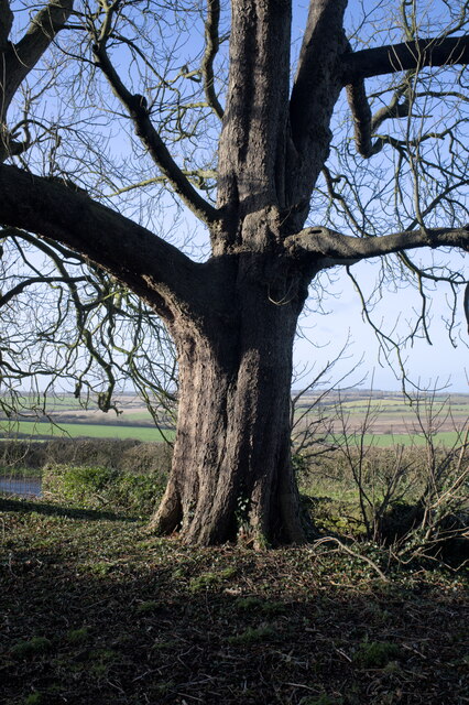 Another Churchyard Beech