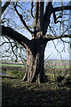 SK8524 : Another Churchyard Beech by Bob Harvey