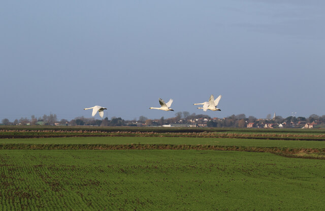 Whooper Swan family over Methwold Fens