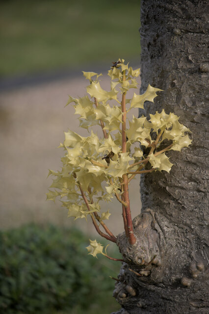 Young leaves