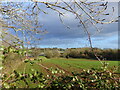 ST5291 : New crop growing, with M48 motorway in the background, near Mathern, Chepstow by Ruth Sharville