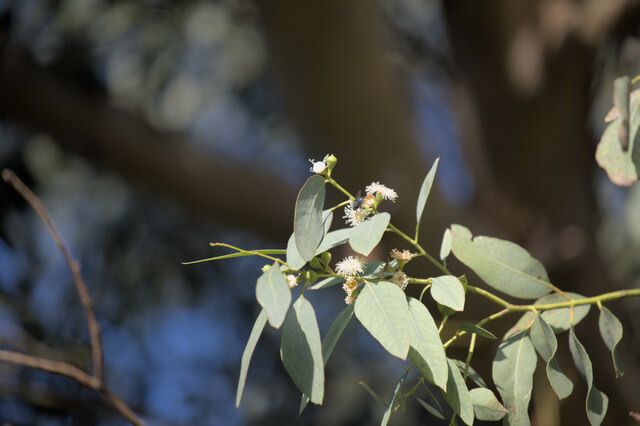 Inflorescence