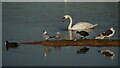 TQ2866 : Beddington Farmlands by Peter Trimming