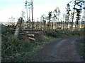 NZ0399 : Windthrow in Simonside Forest by Oliver Dixon