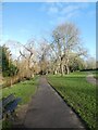 SY1288 : Bare trees in The Byes, Sidmouth by David Smith