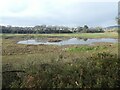 SY0782 : Wetlands in flood plain of River Otter by David Smith