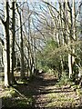 NZ1554 : Path down the valley of the Dipton Burn by Oliver Dixon