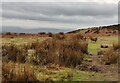 SO5985 : Brown Clee Hill near the Five Springs by Mat Fascione