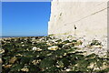 TV5695 : Intermittent spring in chalk cliffs, Belle Tout, East Sussex by Adrian Diack