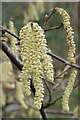 SO7742 : Hazel catkins by Philip Halling