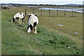 TQ6874 : Ponies on marshland behind the Saxon Shore Way by David Martin