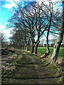 SE3041 : A row of trees alongside a track, Alwoodley by Humphrey Bolton