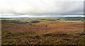 SJ1368 : Looking down on the Afon Disgynfa by Andy Waddington