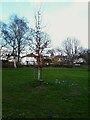 SE3136 : Lithuania tree in Potternewton Park by Stephen Craven