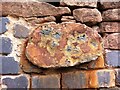 SP3875 : Detail of Brandon Marsh geology wall: Fossilised tree stump by A J Paxton