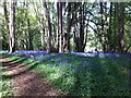 SP3876 : Bluebells under the small-leaved lime, Piles Coppice by A J Paxton