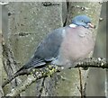 SJ9594 : Wood Pigeon (Columba palumbus) by Gerald England