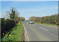 TL4255 : Grantchester: roadside daffodils by John Sutton