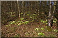 TM3761 : Primroses beside the A12 by Christopher Hilton